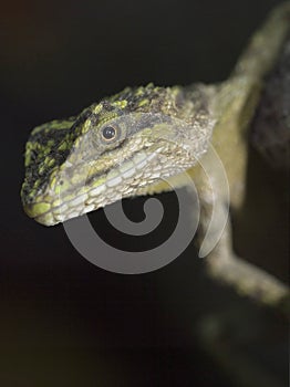 A detailed portrait of friendly lizard hanging on a tree