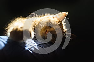 Detailed portrait of a ginger kitten with a glowing bright silhouette on a black background