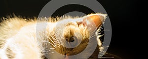 Detailed portrait of a ginger kitten with a glowing bright silhouette on a black background in the form of a banner