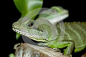 A detailed portrait of green lizard with a second one on a background