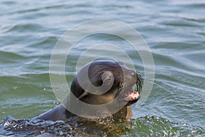 Detailed portrait head of wild eared seal otariidae in water, sunshine