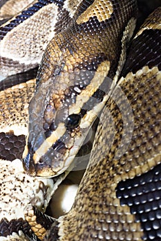 Detailed portrait of a huge and scary python