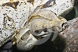 Detailed portrait of a huge and scary python