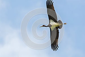 Detailed portrait one black stork Ciconia nigra flying