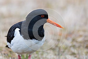 Detailed portrait of oystercatcher bird Haematopus ostralegus in meadow