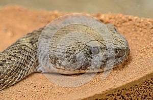 Detailed portrait of a rattle snake