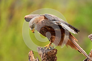 A detailed portrait of Red kite, bird of prey. Land with outspread wings on a stump in the rain. Looking down in side