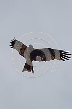 A detailed portrait of Red kite, bird of prey. Land with outspread wings on a stump. Side view.