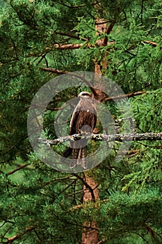 A detailed portrait of Red kite, bird of prey. Land with outspread wings on a stump. Side view.