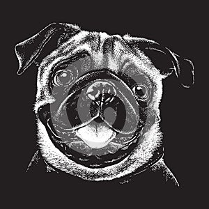 Detailed portrait sketch of a Pug dog's face