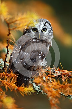 Detailed portrait of small Boreal owl in the orange larch forest in central Europe