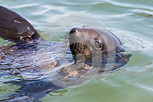 Detailed portrait swimming eared seal otariidae in water, sunshine