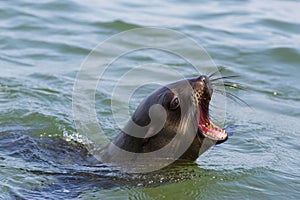 Detailed portrait wild eared seal otariidae in water showing teeth