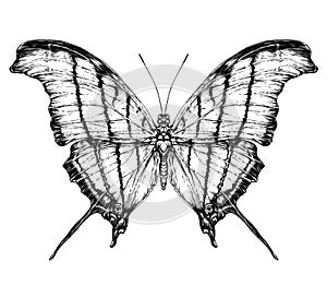 Detailed realistic sketch of a butterfly