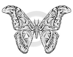 Detailed realistic sketch of a butterfly / moth