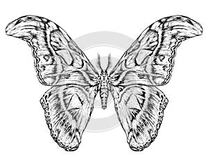 Dettagliato realistico schizzo da farfalla  minore 