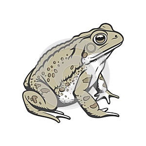 Detailed Representation of Common Midwife Toad in Color