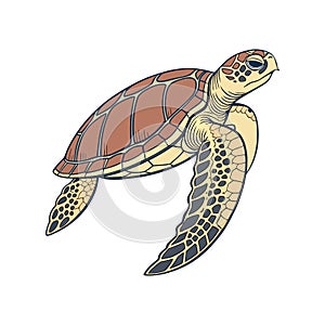 Detailed Representation of Loggerhead Musk Turtle in Color