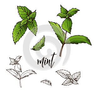 Detailed retro image of mint. Ink sketch isolated on white background. Herb spice. Vector illustration