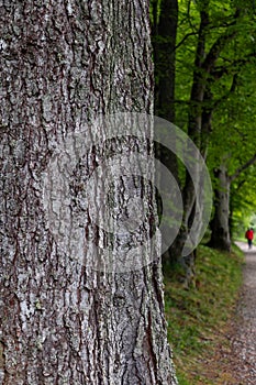 Detailed rugged tree bark in focus with a person walking on a blurred path in Abernethy