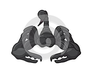 Detailed Scorpion with Front View Illustration
