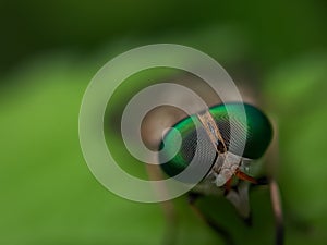 Detailed sharp macro picture of a eye compound of the horse fly