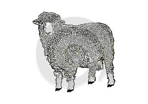 Detailed sheep vector illustration