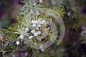 A detailed shot of branches and fruits of Cade (Juniperus oxycedrus)