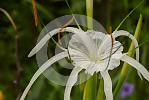 Detailed shot capturing the grace of a beach spider lily