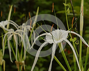 Detailed shot capturing the grace of a beach spider lily