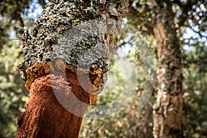 Detailed shot of cork oak tree in Sardinia