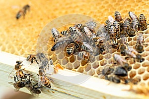 Detailed shot of a queen bee, attended by worker bees, illustrating the colony's organization.