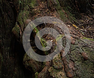 Detailed shot of redwood tree knots on the roots