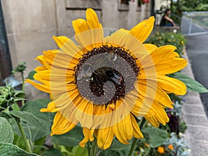 Detailed shot of a sunflower with three busy bees