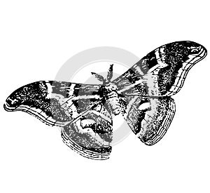 Detailed sketch of a butterfly tattoo