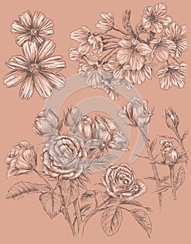 Detailed Sketchbook Hand Drawn Flower Set photo
