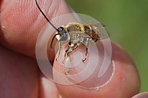 Detailed of a small male longhorn bee, Eucera between fingers of an entomologist