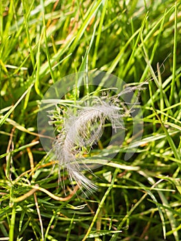 A detailed and spidery feather laying and swaying on the lush gr