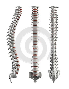 Detailed spine with discs