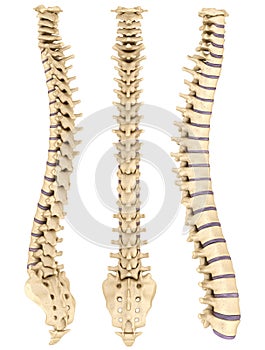 Detailed spine with Intervertebral discs