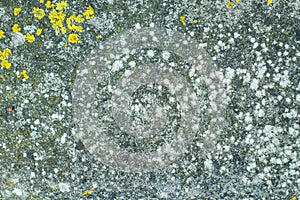 Detailed stone texture with lichen