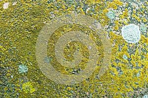 Detailed stone texture with yellow lichen