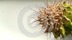 Detailed study of the decaying remains, necrosis of a dead cactus in a pot on the windowsill. Videos close up