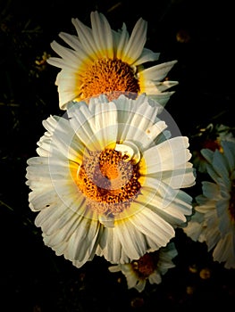 Detailed sunflower photograph