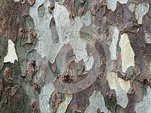 Detailed texture of brown and gray sycamore tree bark