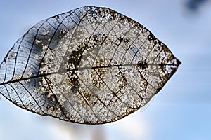 Detailed texture of a mangrove tree leaf