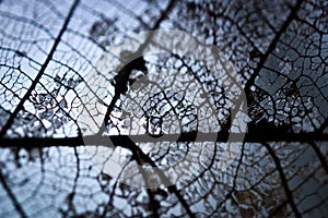 Detailed texture of a mangrove tree leaf