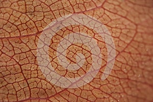 Detailed texture and pattern of a leaf veins, Macro closeup
