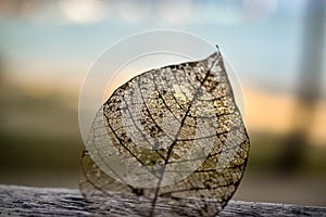 Detailed texture of a mangrove tree leaf
