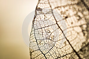 Detailed texture of a mangrove tree leaf
